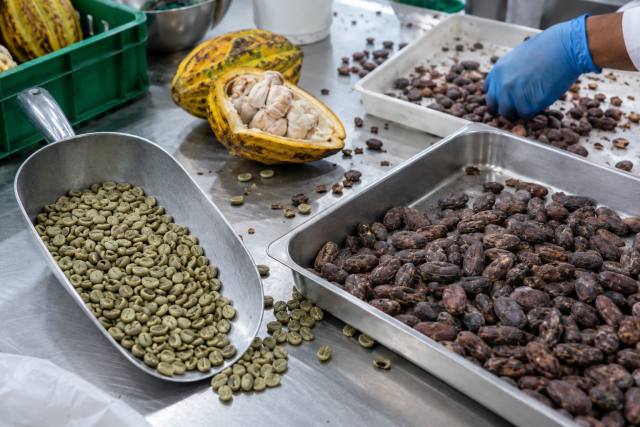 Grønne kaffebønner og kakao sorteres ved en fiktiv kvalitetskontrol; ikke en Nestlé-fabrik eller dokumentation af en konkret begivenhed. AI-genereret, fotorealistisk temabillede; viser ikke den konkrete begivenhed.